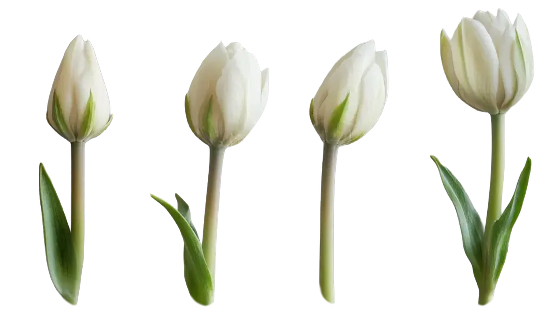 Tulipanes blancos